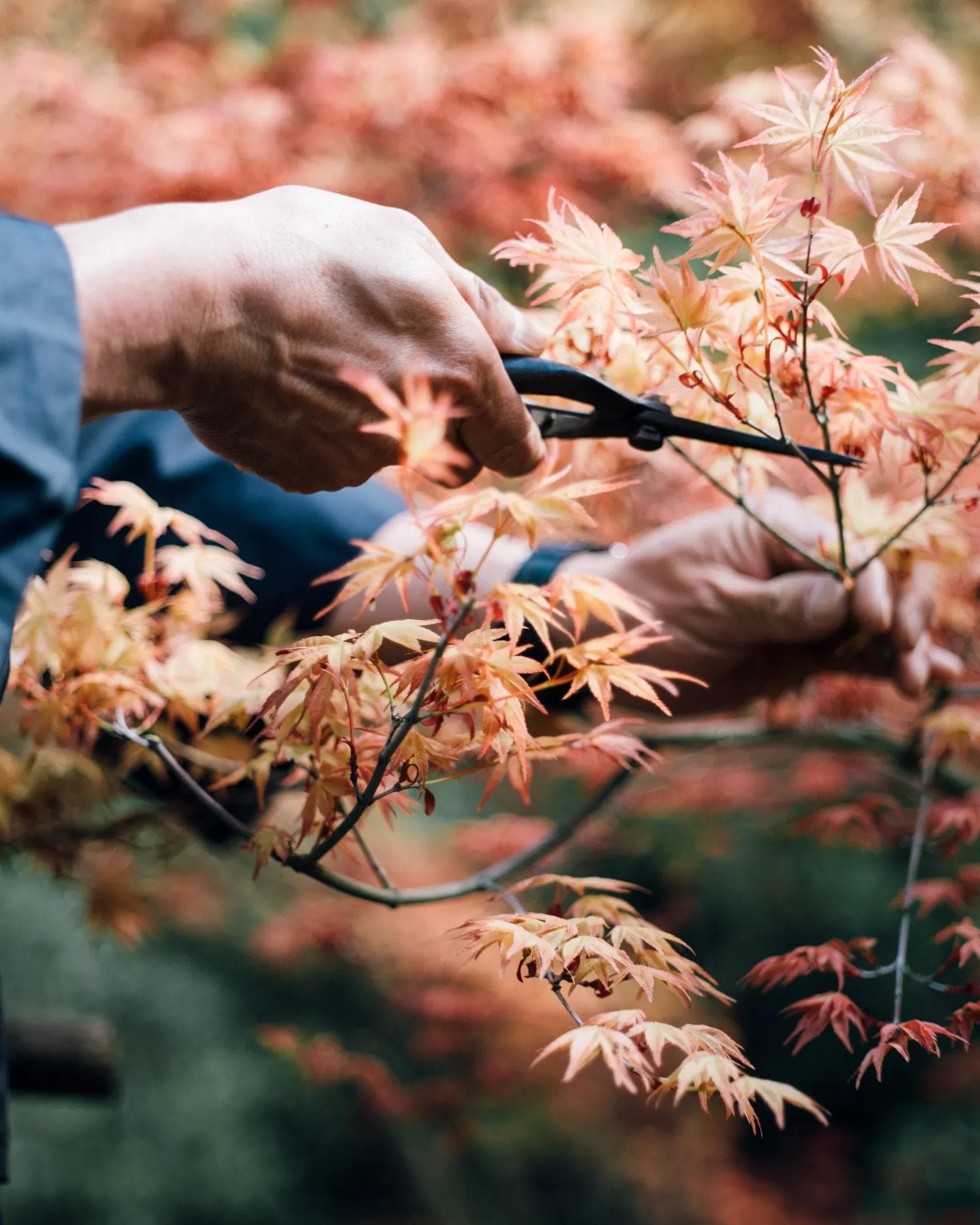 Delicate pruning in japanese garden